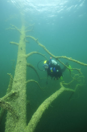 Schräger Baum Paul